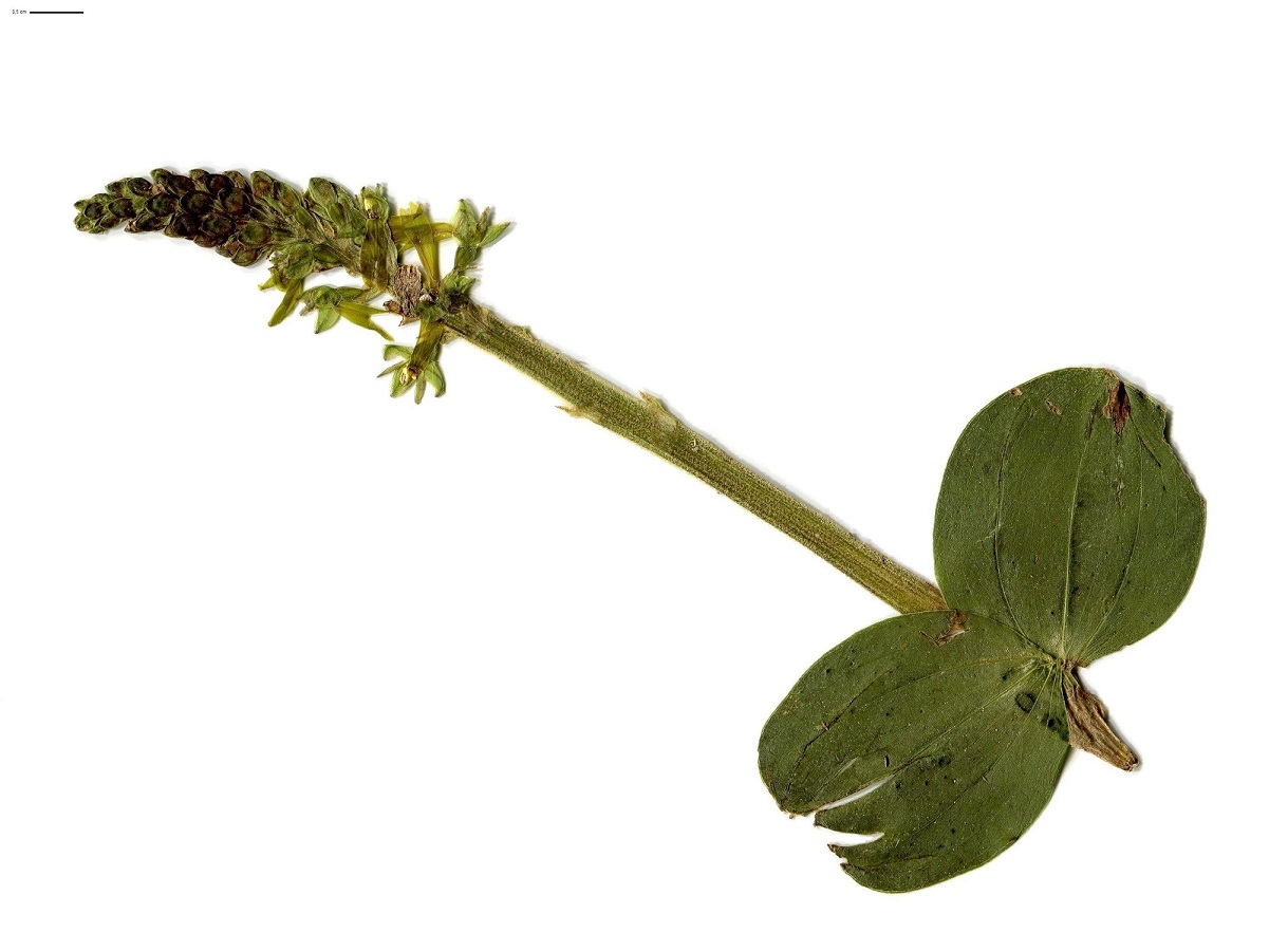 Neottia ovata (Orchidaceae)